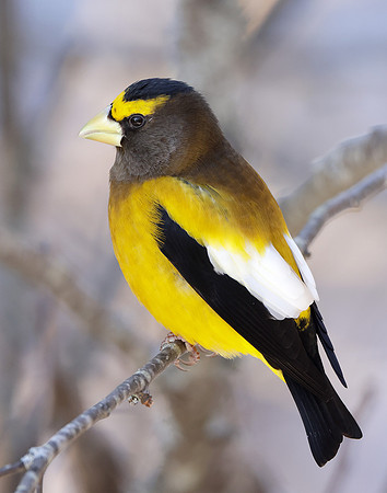 Evening Grosbeak Coccothraustes vespertinus