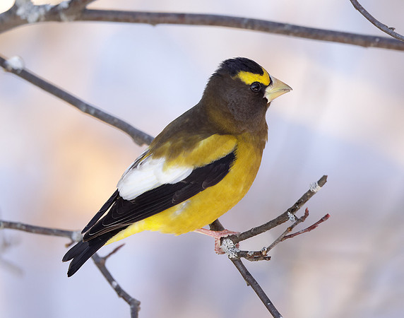 Evening Grosbeak Coccothraustes vespertinus