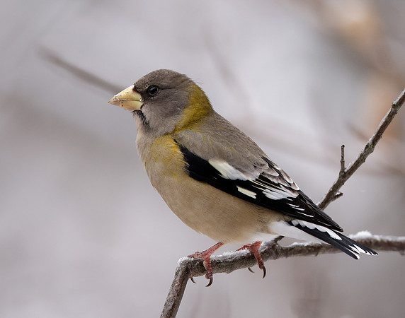 Evening Grosbeak Coccothraustes vespertinus