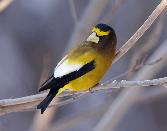 Evening Grosbeak Coccothraustes vespertinus