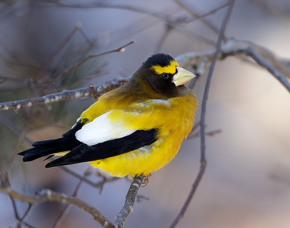 Evening Grosbeak Coccothraustes vespertinus