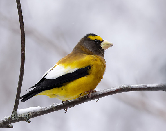 Evening Grosbeak Coccothraustes vespertinus