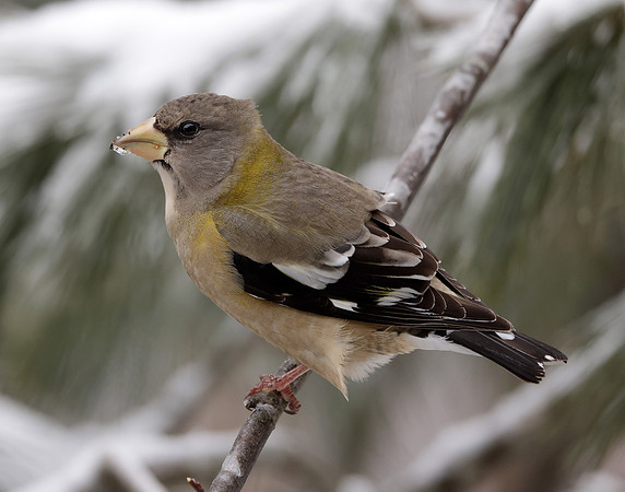 Evening Grosbeak Coccothraustes vespertinus