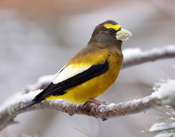 Evening Grosbeak Coccothraustes vespertinus