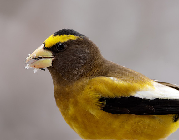 Evening Grosbeak Coccothraustes vespertinus