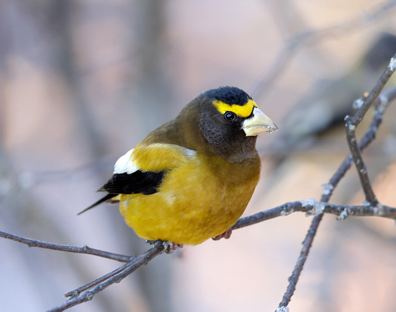 Evening Grosbeak Coccothraustes vespertinus