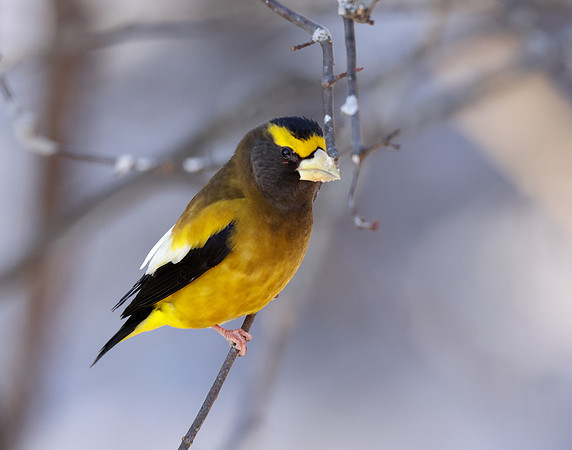 Evening Grosbeak Coccothraustes vespertinus