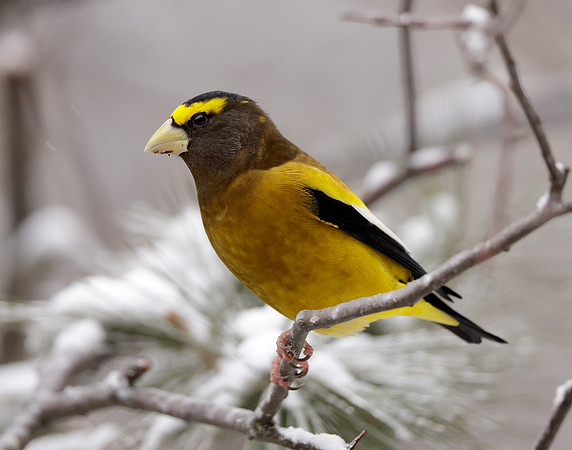 Evening Grosbeak Coccothraustes vespertinus