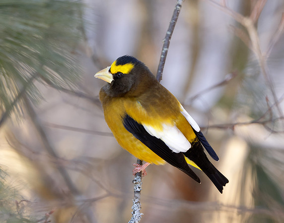 Evening Grosbeak Coccothraustes vespertinus