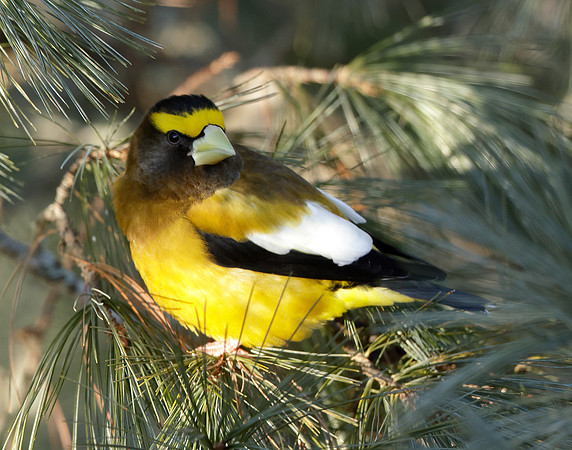 Evening Grosbeak Coccothraustes vespertinus