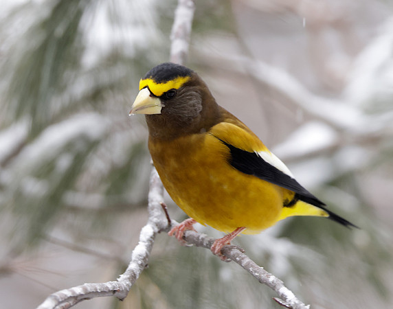 Evening Grosbeak Coccothraustes vespertinus