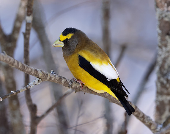 Evening Grosbeak Coccothraustes vespertinus