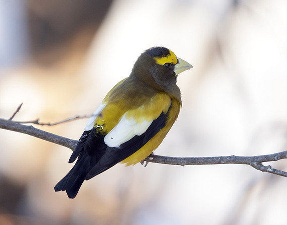 Evening Grosbeak Coccothraustes vespertinus