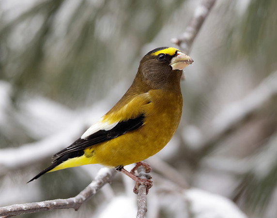 Evening Grosbeak Coccothraustes vespertinus