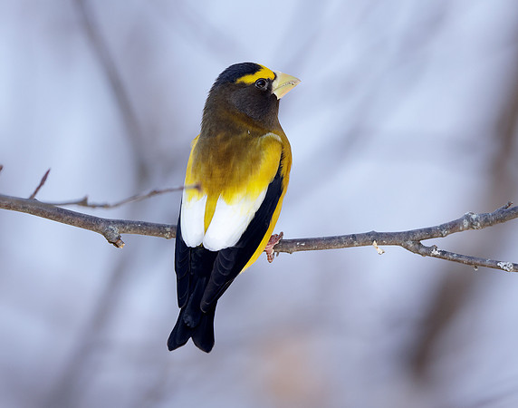 Evening Grosbeak Coccothraustes vespertinus