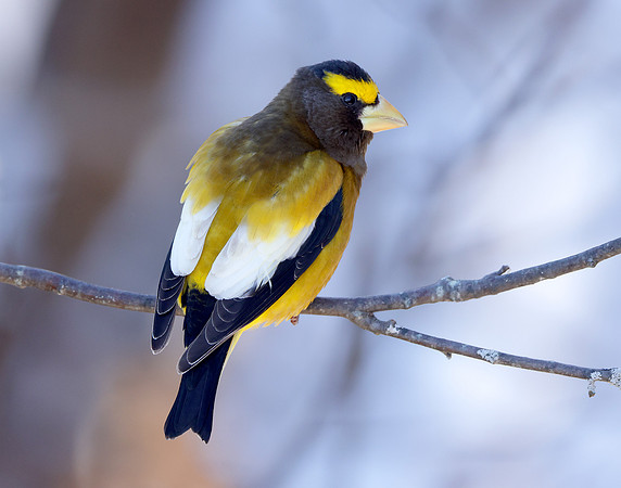 Evening Grosbeak Coccothraustes vespertinus