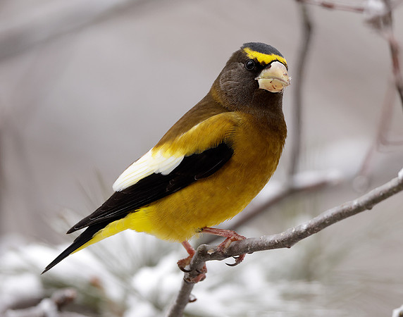 Evening Grosbeak Coccothraustes vespertinus