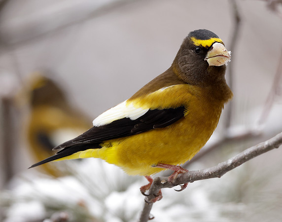 Evening Grosbeak Coccothraustes vespertinus