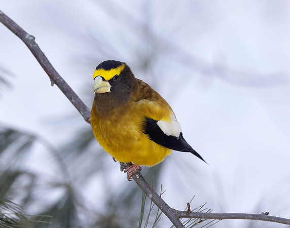 Evening Grosbeak Coccothraustes vespertinus