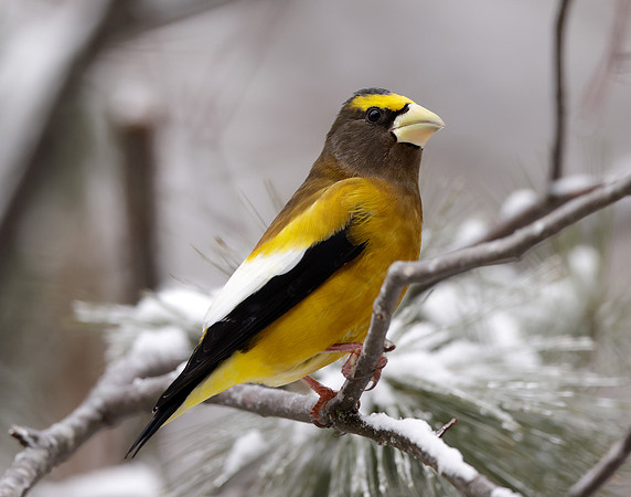 Evening Grosbeak Coccothraustes vespertinus