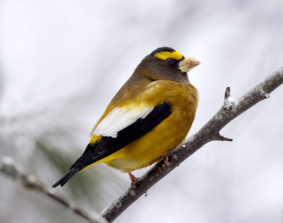 Evening Grosbeak Coccothraustes vespertinus