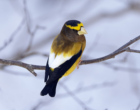 Evening Grosbeak Coccothraustes vespertinus