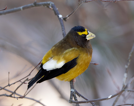 Evening Grosbeak Coccothraustes vespertinus