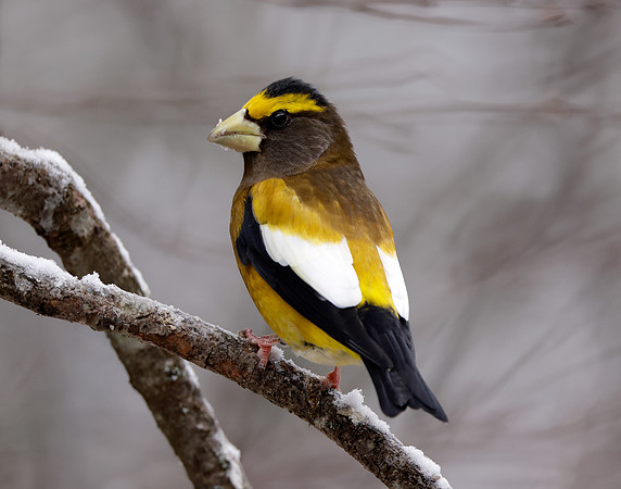 Evening Grosbeak Coccothraustes vespertinus