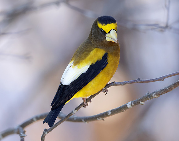 Evening Grosbeak Coccothraustes vespertinus