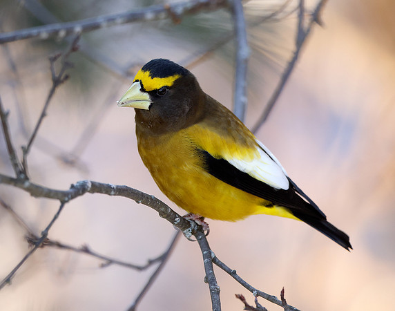 Evening Grosbeak Coccothraustes vespertinus