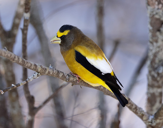 Evening Grosbeak Coccothraustes vespertinus