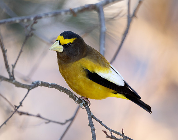 Evening Grosbeak Coccothraustes vespertinus