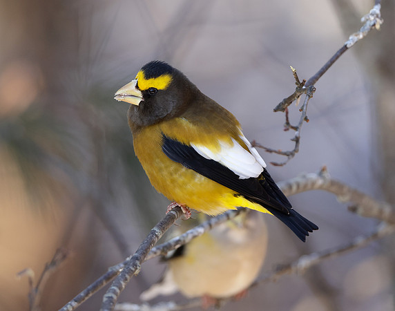 Evening Grosbeak Coccothraustes vespertinus