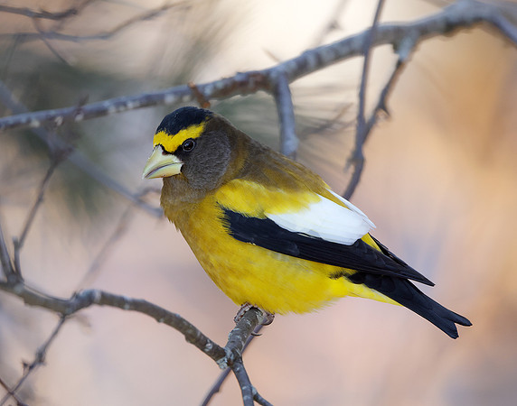 Evening Grosbeak Coccothraustes vespertinus