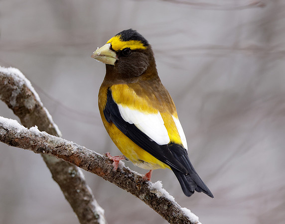 Evening Grosbeak Coccothraustes vespertinus
