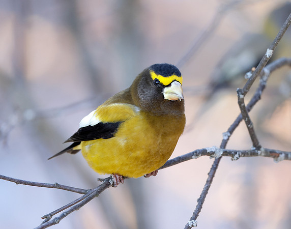 Evening Grosbeak Coccothraustes vespertinus