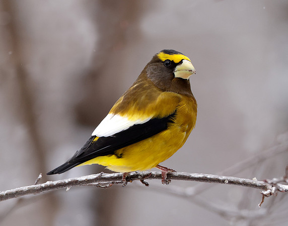 Evening Grosbeak Coccothraustes vespertinus