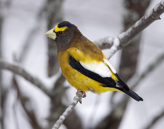 Evening Grosbeak Coccothraustes vespertinus