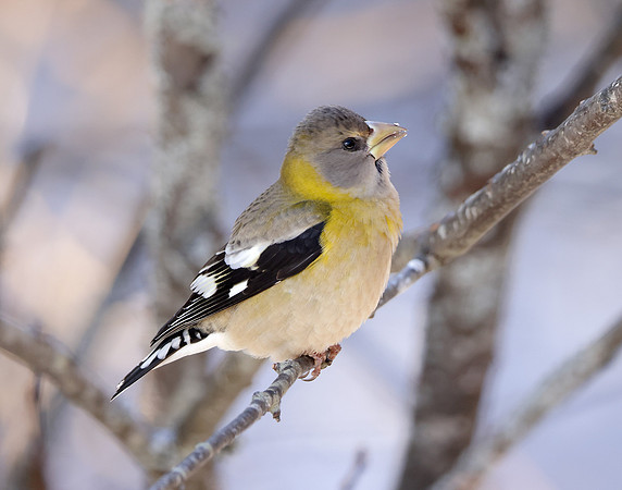 Evening Grosbeak Coccothraustes vespertinus
