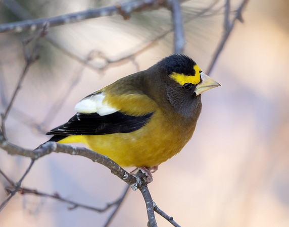 Evening Grosbeak Coccothraustes vespertinus