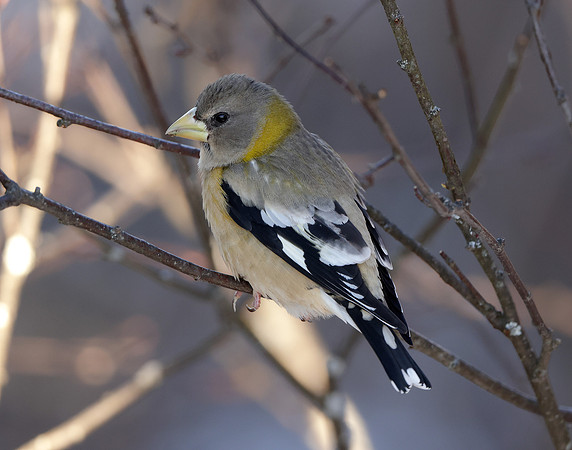 Evening Grosbeak Coccothraustes vespertinus