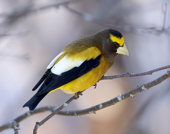 Evening Grosbeak Coccothraustes vespertinus
