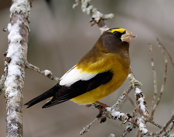 Evening Grosbeak Coccothraustes vespertinus