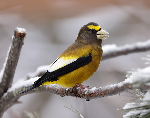 Evening Grosbeak Coccothraustes vespertinus