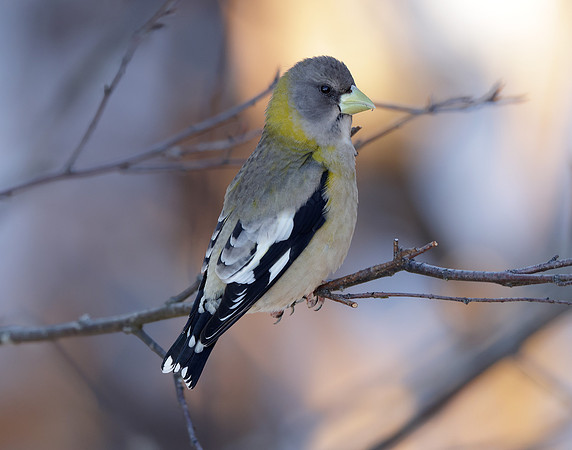 Evening Grosbeak Coccothraustes vespertinus