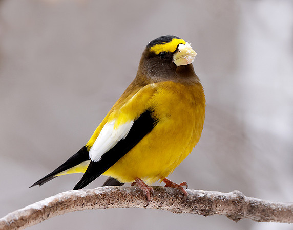 Evening Grosbeak Coccothraustes vespertinus
