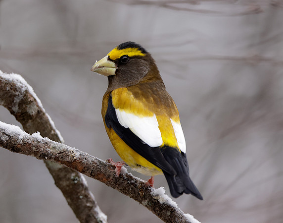 Evening Grosbeak Coccothraustes vespertinus