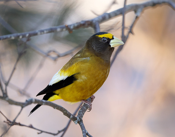 Evening Grosbeak Coccothraustes vespertinus