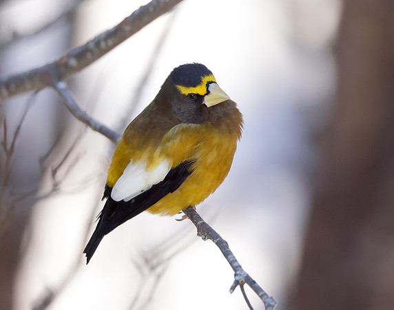 Evening Grosbeak Coccothraustes vespertinus
