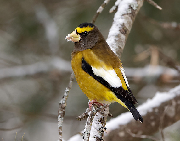 Evening Grosbeak Coccothraustes vespertinus